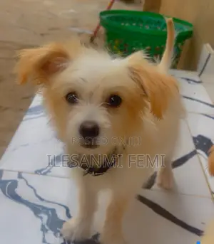 3-6 months Male Purebred Lhasa Apso