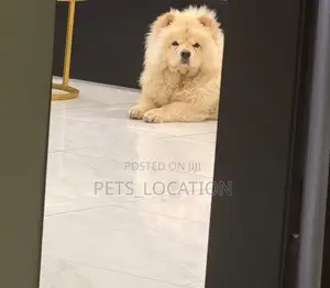 1+ year Female Purebred Chow Chow