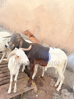 Ram /Goat. Ileya Ram