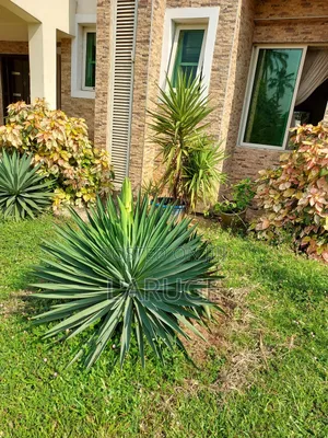 Date Palm and Other Palm Trees