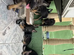 1-3 months Female Purebred German Shepherd