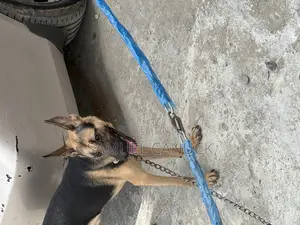 6-12 months Male Purebred German Shepherd