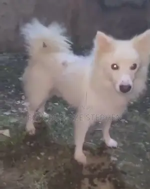 1+ year Male Purebred American Eskimo
