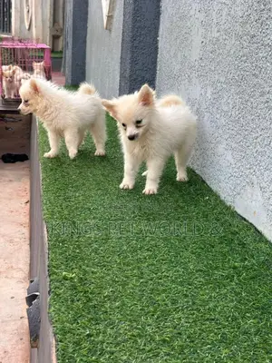1-3 months Female Purebred American Eskimo