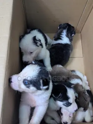 0-1 month Male Purebred Siberian Husky