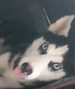 6-12 months Female Purebred Siberian Husky