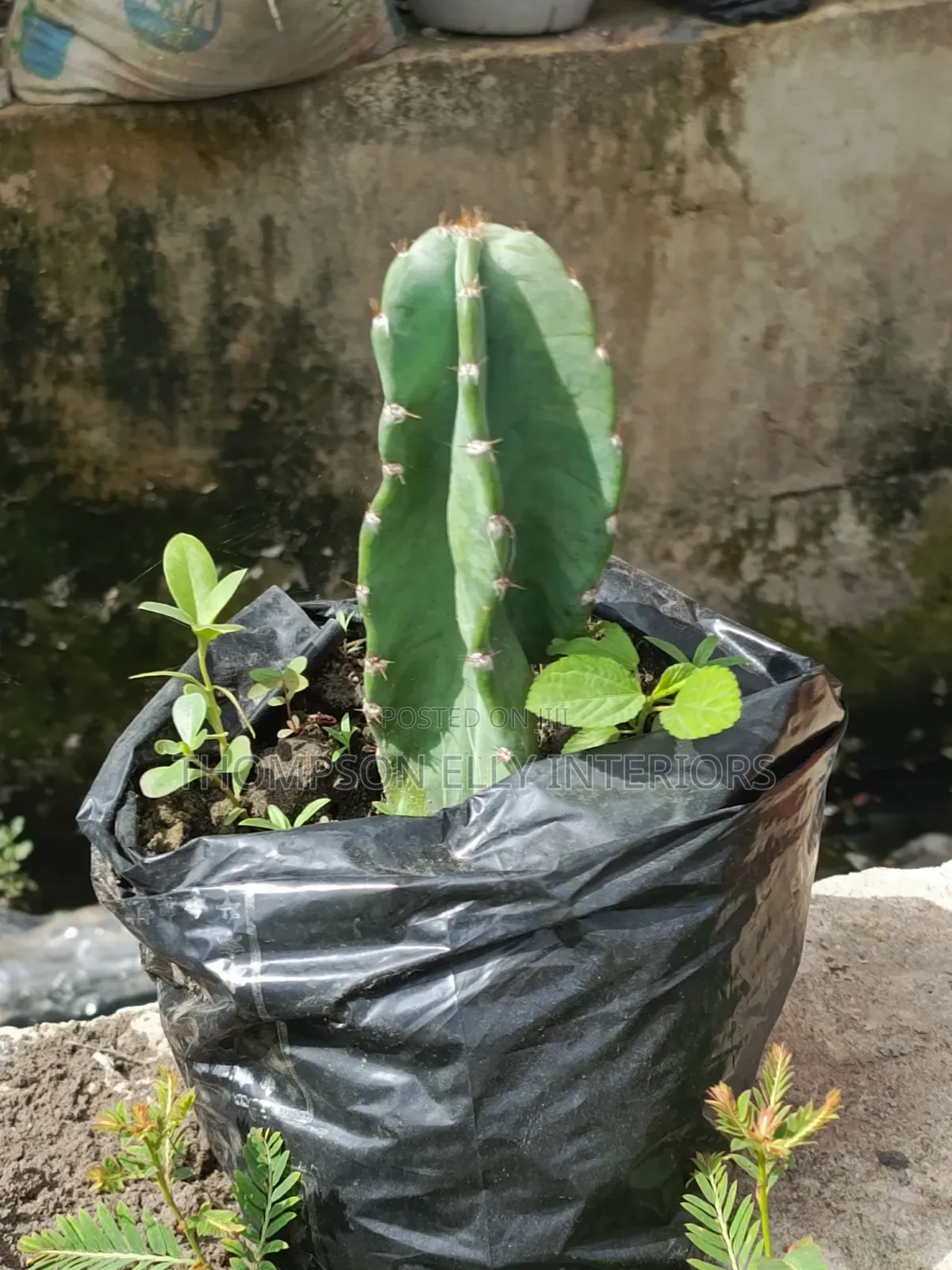 Columnar Cactus Plant