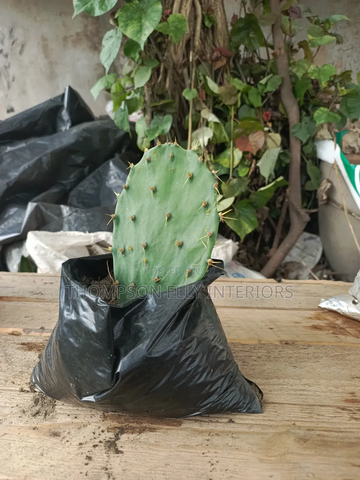 Prickly Pear Cacti Plant