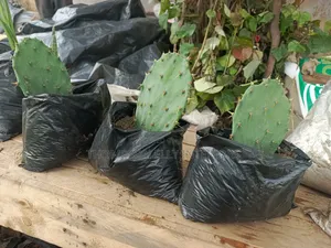 Prickly Pear Cacti Plant