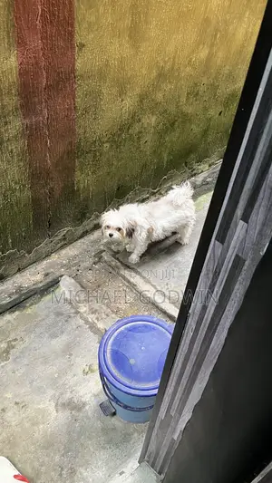 1+ year Female Purebred Lhasa Apso
