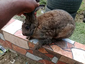 Cj Rabbits