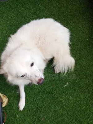 1+ year Male Purebred American Eskimo