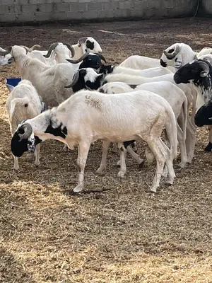 Sallah Ram