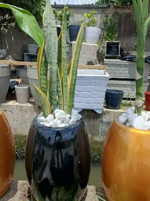 Stunning Indoor Life Plants (Snake Plant, Dicffenbachia, Peace Lily