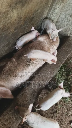 Large White Pigglets