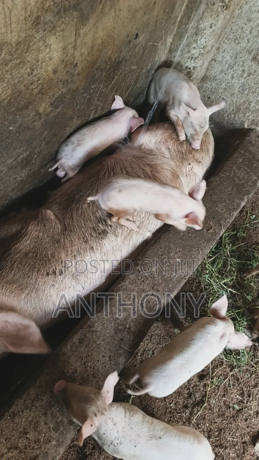 Large White Pigglets