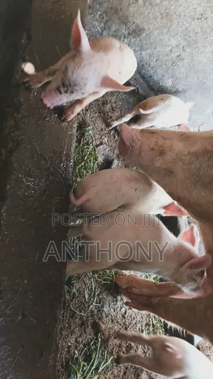 Large White Pigglets