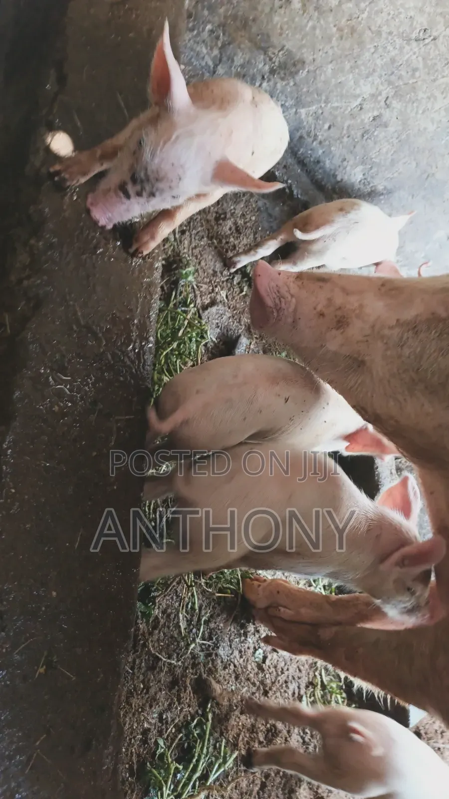 Large White Pigglets