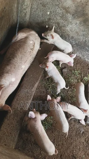 Large White Pigglets