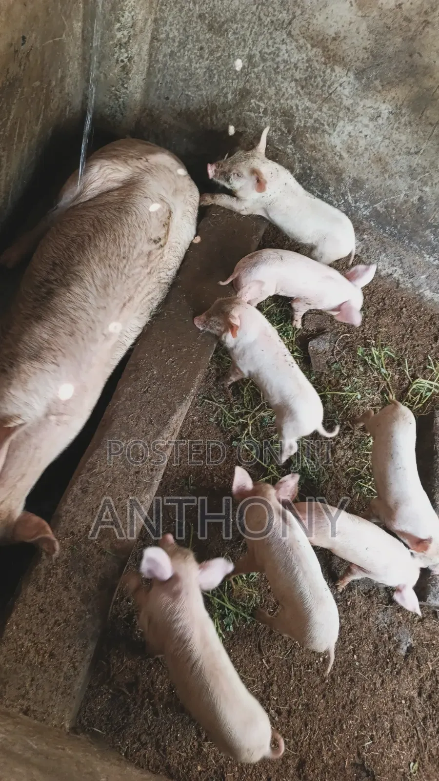 Large White Pigglets