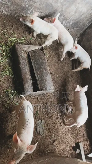Large White Pigglets