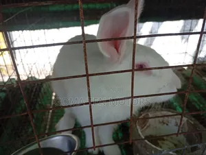 Hyla Rabbit