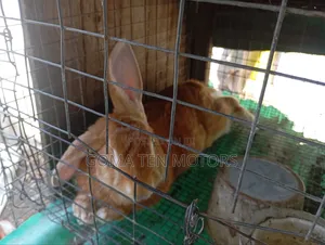 Hyla Rabbit