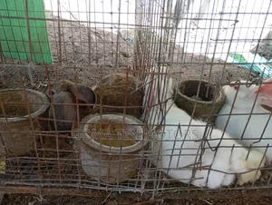 Hyla Rabbit