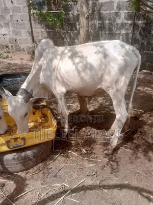 2026 Ileya Cow