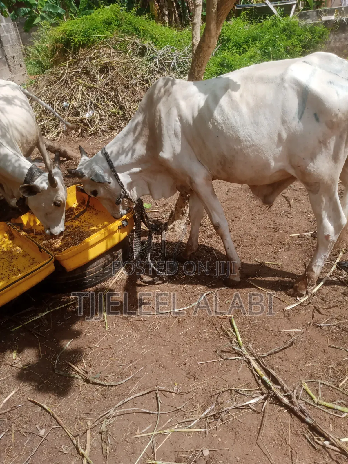 2026 Ileya Cow