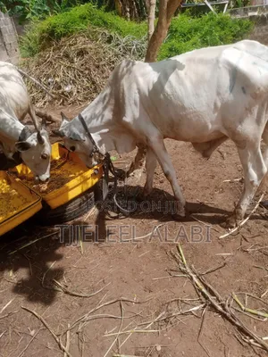 2026 Ileya Cow
