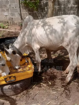 2026 Ileya Cow