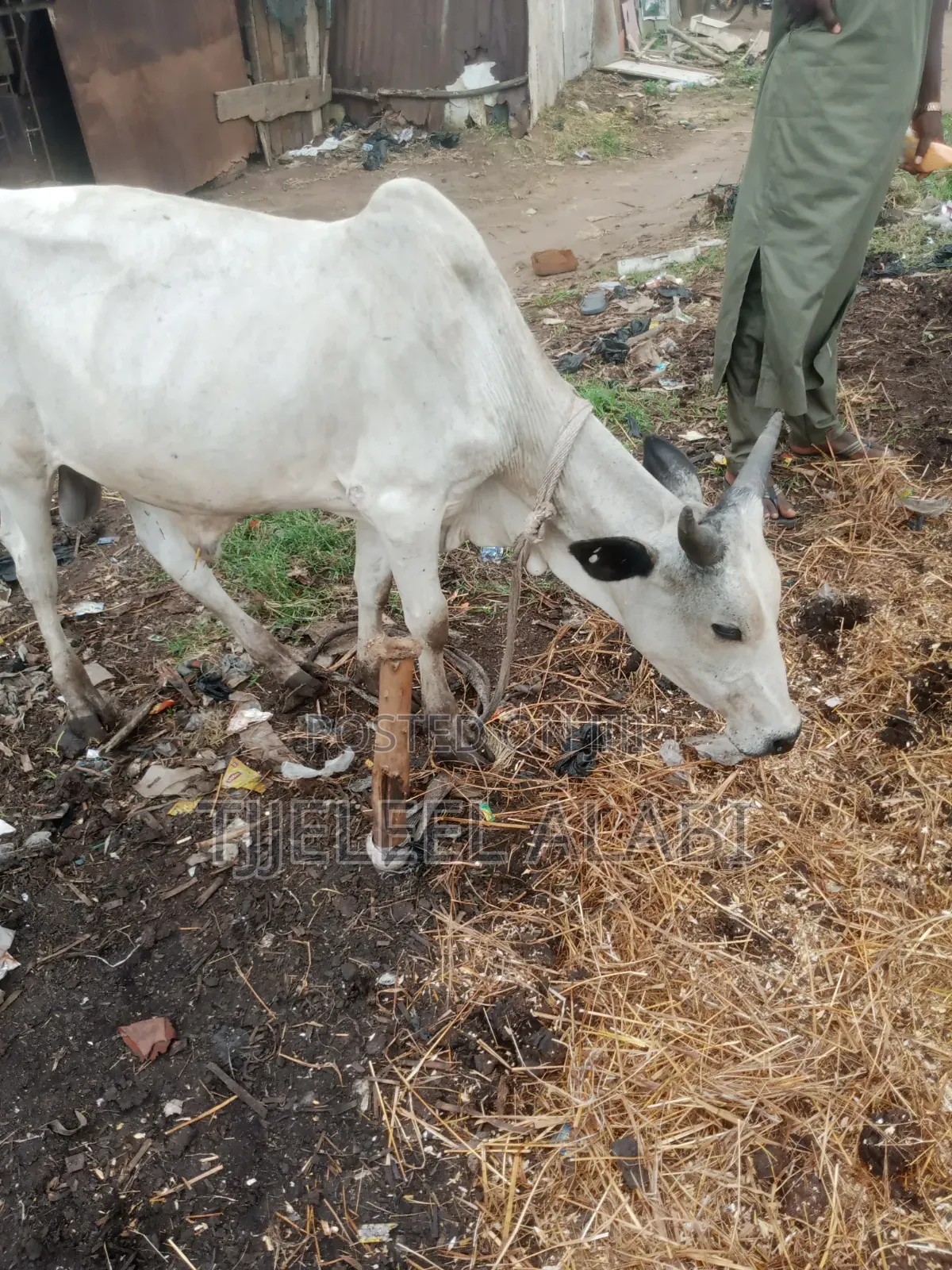 2026 Ileya Cow