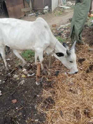 2026 Ileya Cow