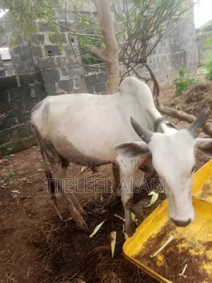 2026 Ileya Cow