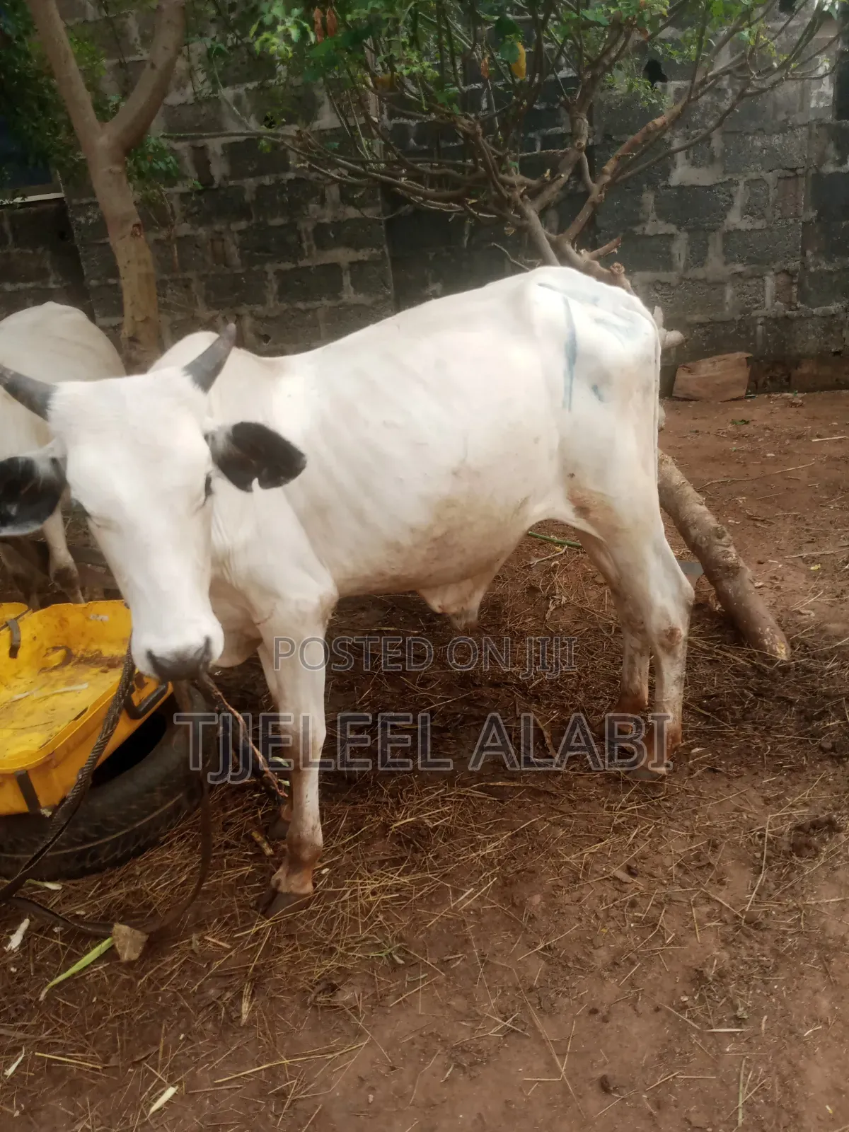 2026 Ileya Cow