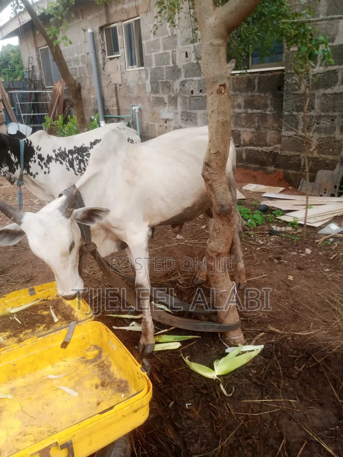2026 Ileya Cow