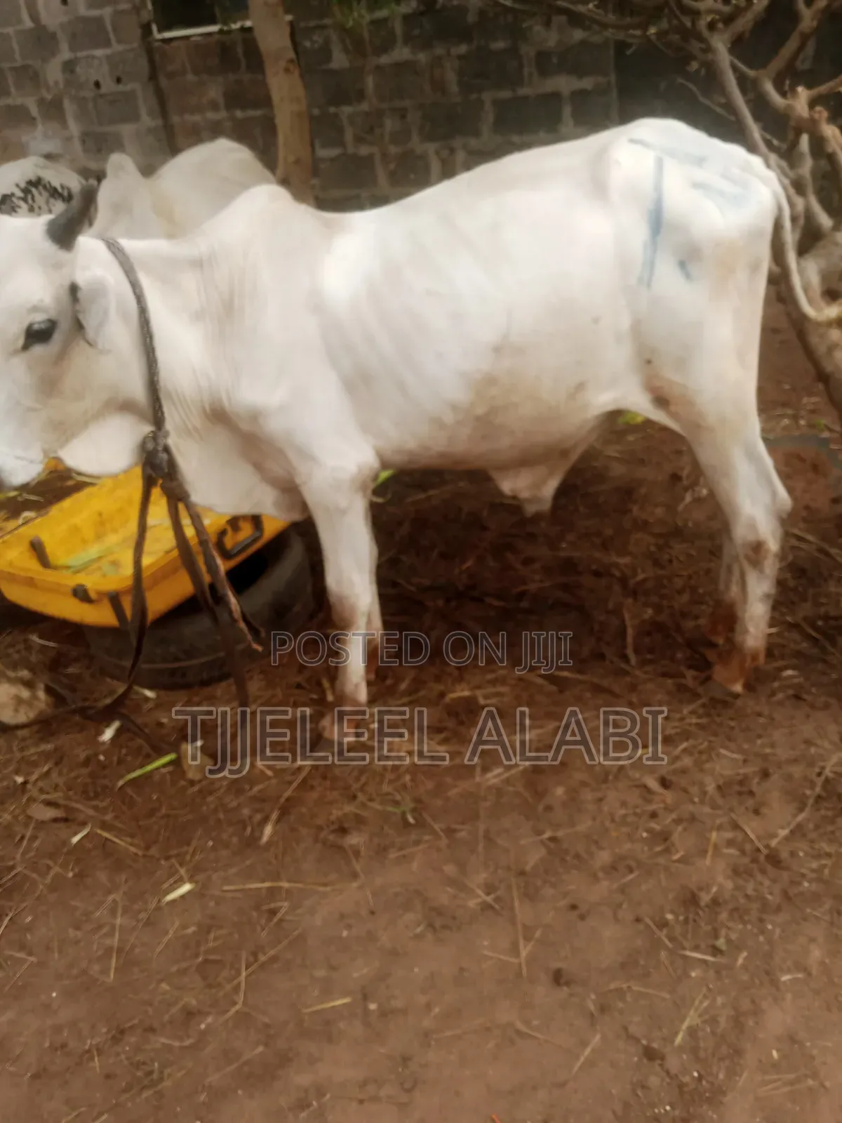 2026 Ileya Cow