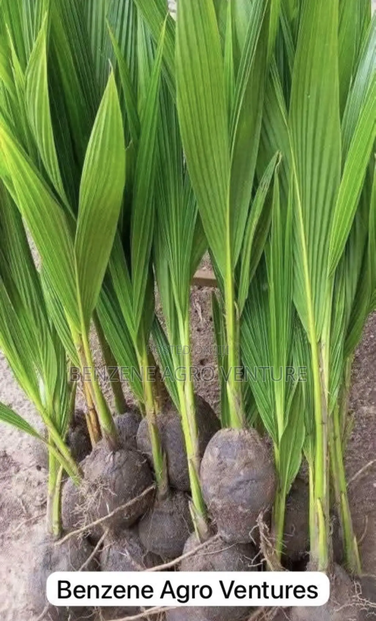 Hybrid Dwarf Coconut Seedling