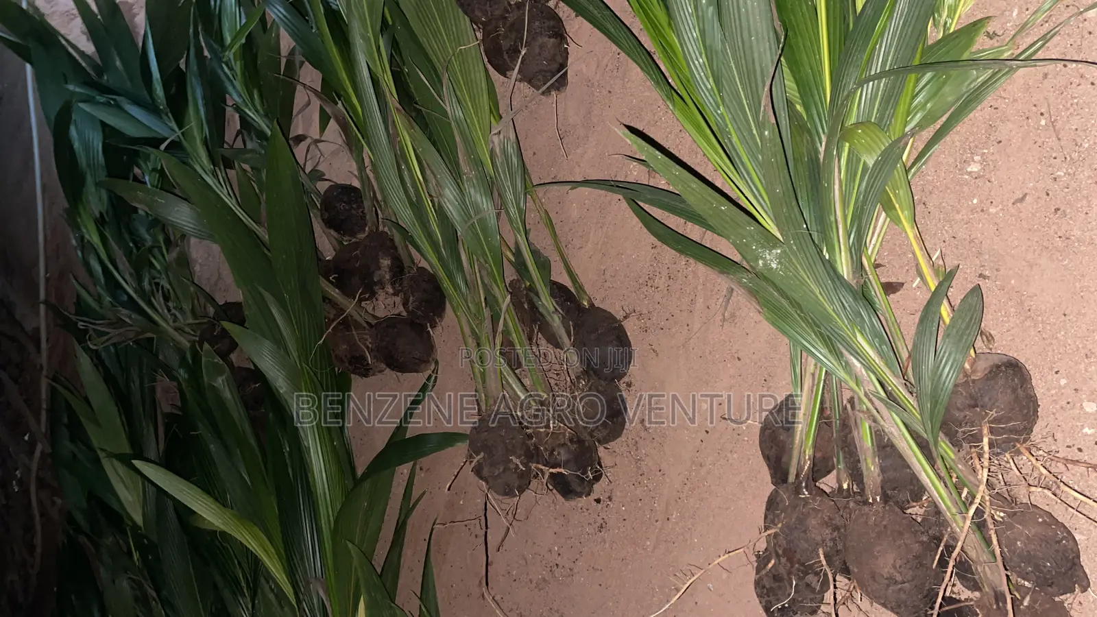 Hybrid Dwarf Coconut Seedling