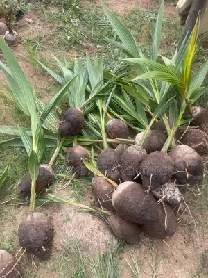 Hybrid Dwarf Coconut Seedling