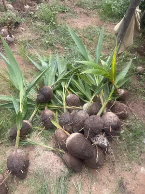 Hybrid Dwarf Coconut Seedling