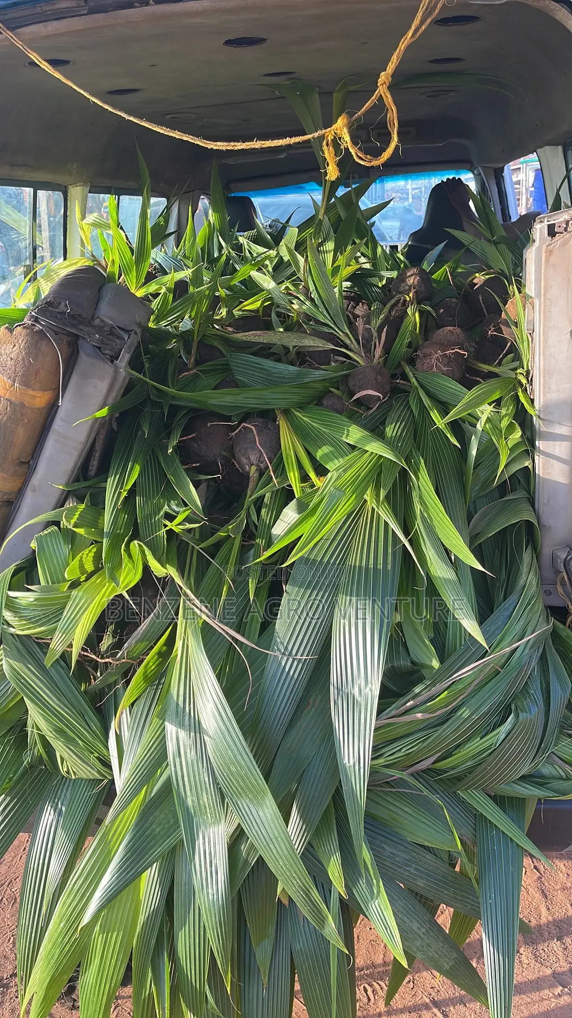 Hybrid Dwarf Coconut Seedling