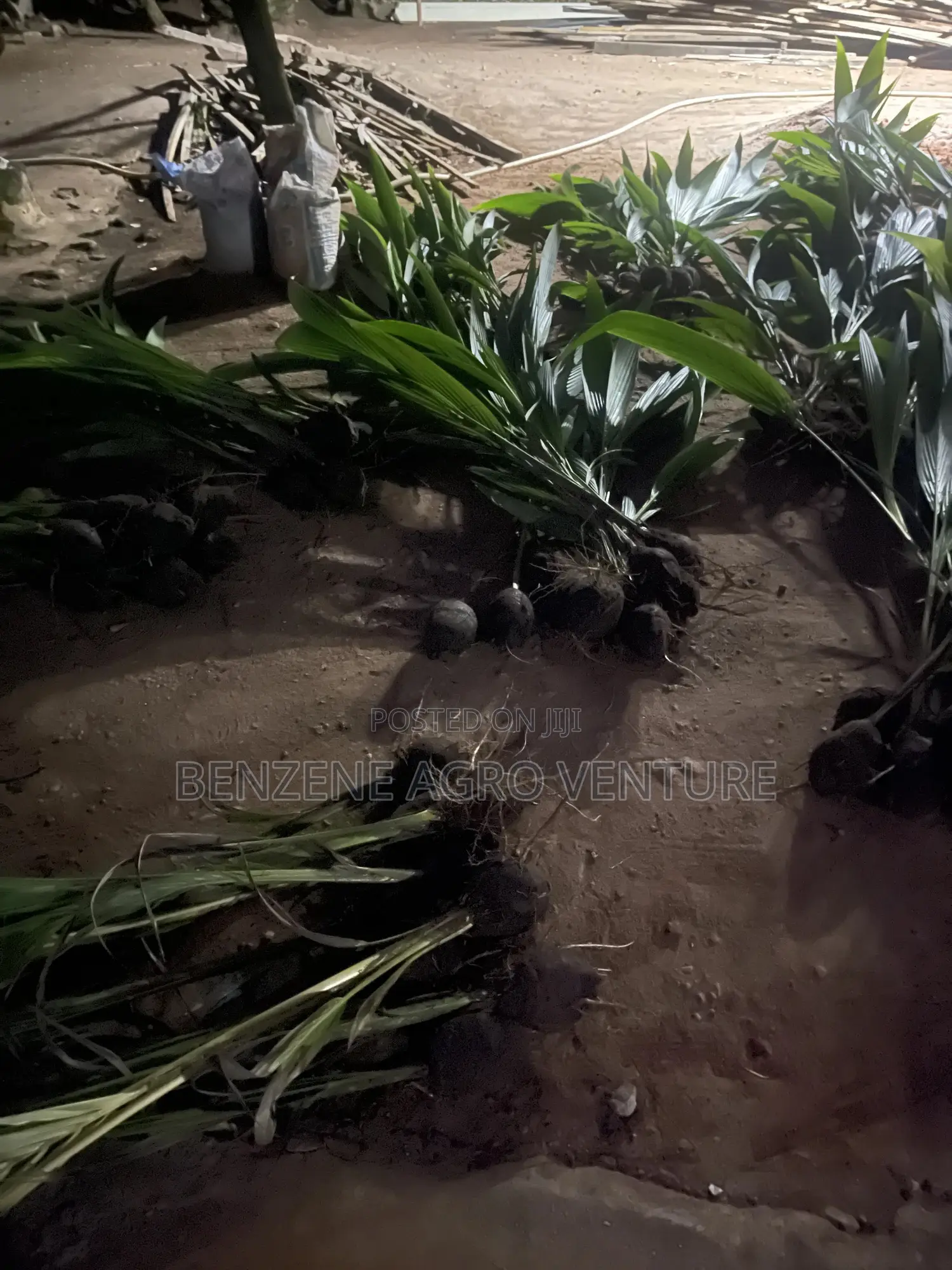 Hybrid Dwarf Coconut Seedling