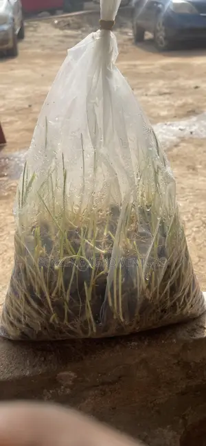 Hybrid Malaysia Supergene Palm Seeds