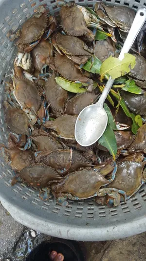 Sea Local Crab