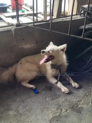 3-6 months Male Purebred American Eskimo