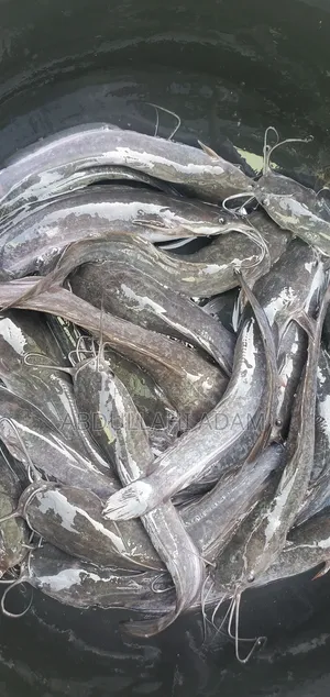 Catfish Post Jumbo Size