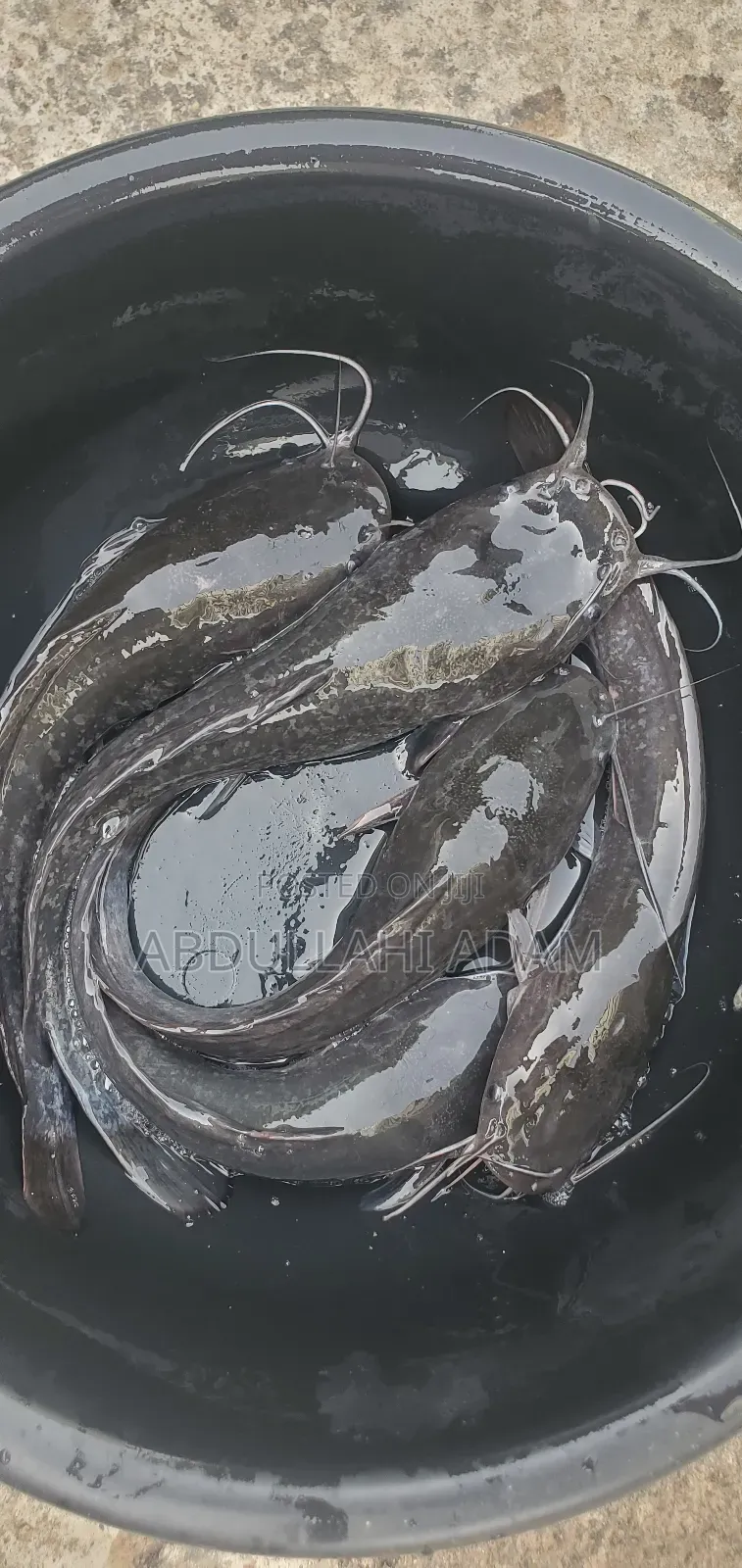Catfish Post Jumbo Size