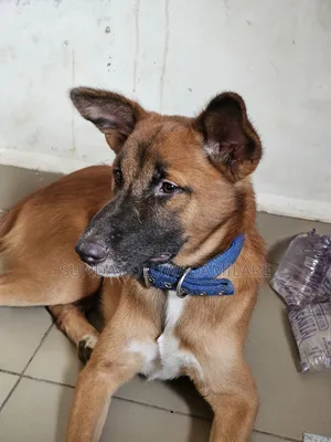 6-12 months Male Mixed Breed German Shepherd